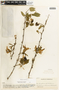 Bauhinia aculeata image