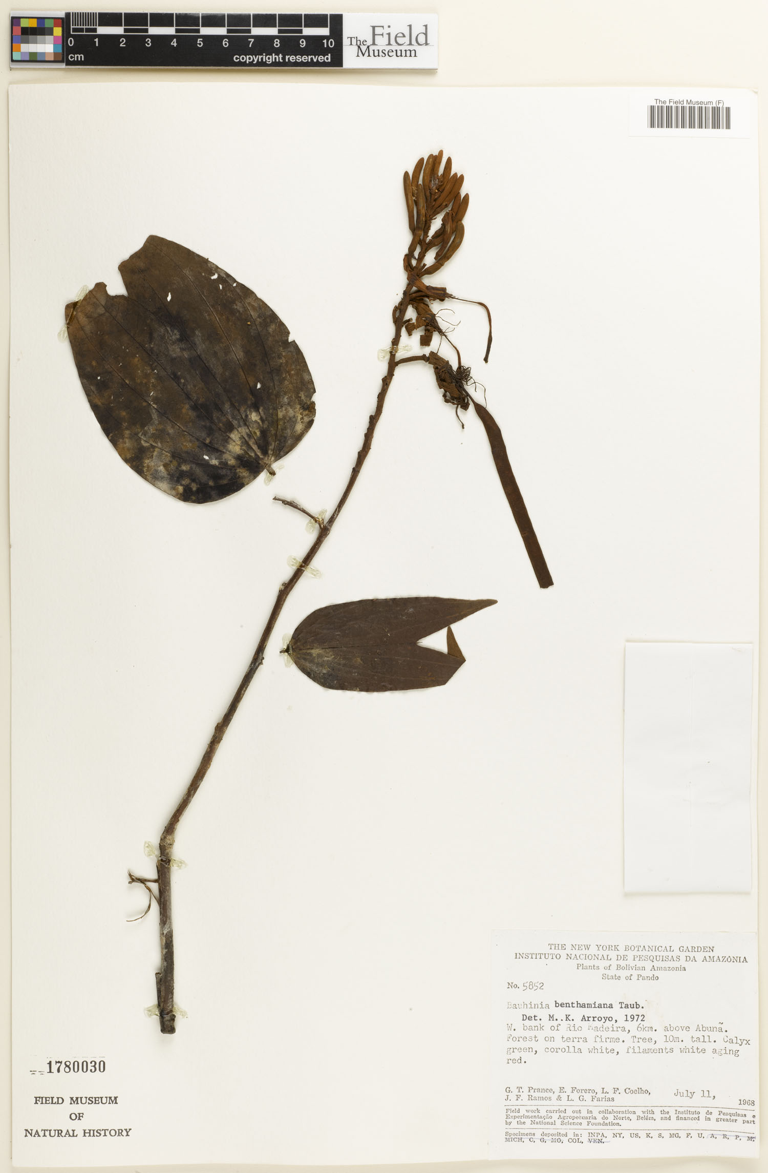 Bauhinia benthamiana image