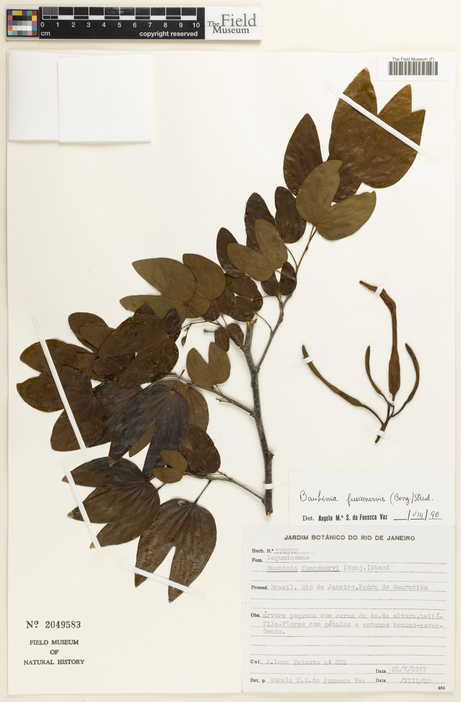 Bauhinia fusconervis image