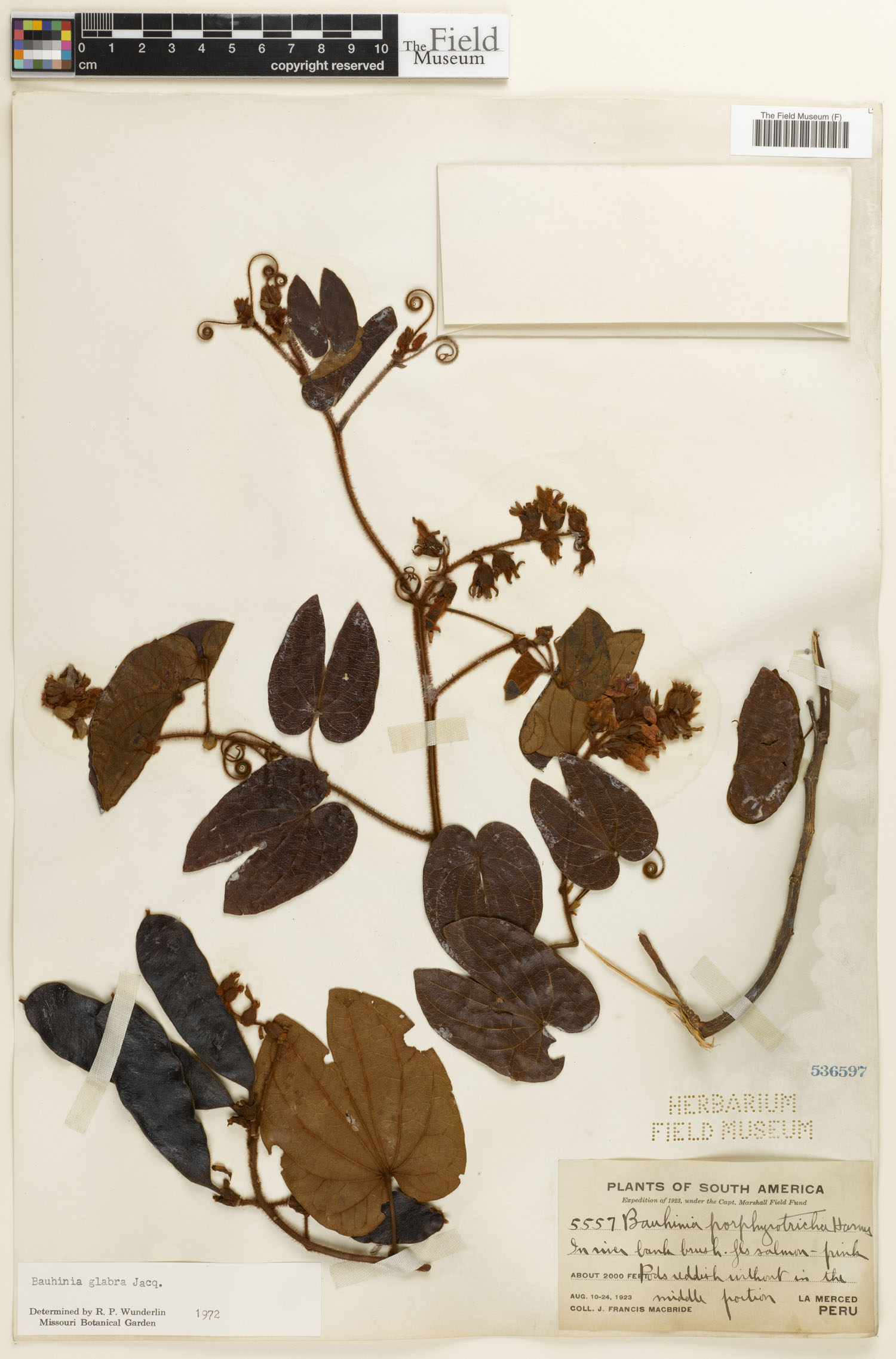 Bauhinia glabra image