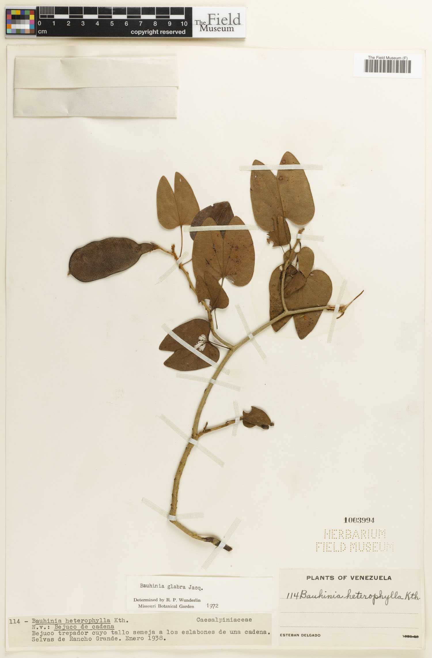 Bauhinia glabra image