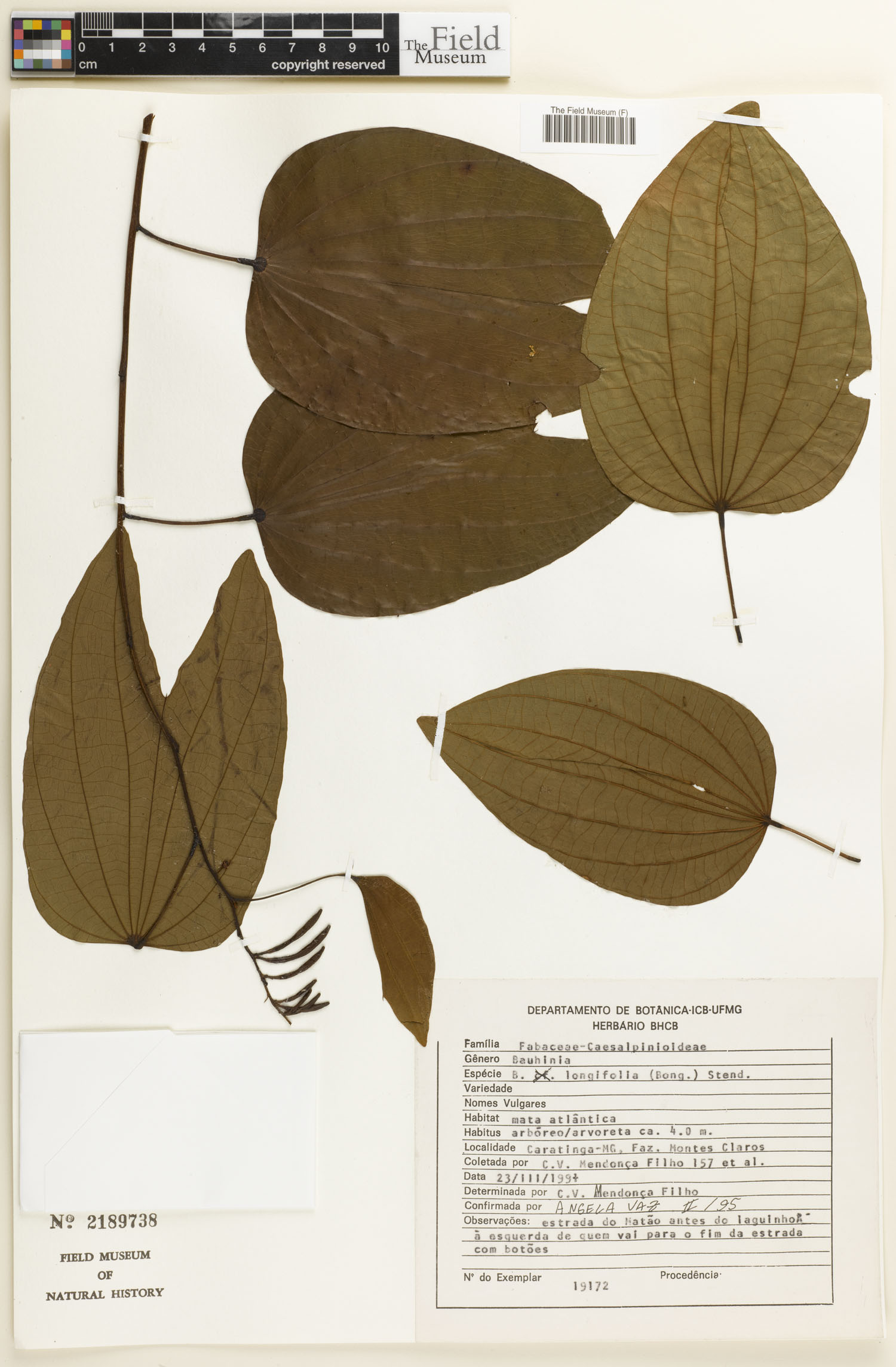 Bauhinia longifolia image