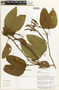 Bauhinia picta image