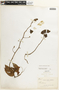 Bauhinia pterocalyx image