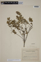 Amomyrtus luma image