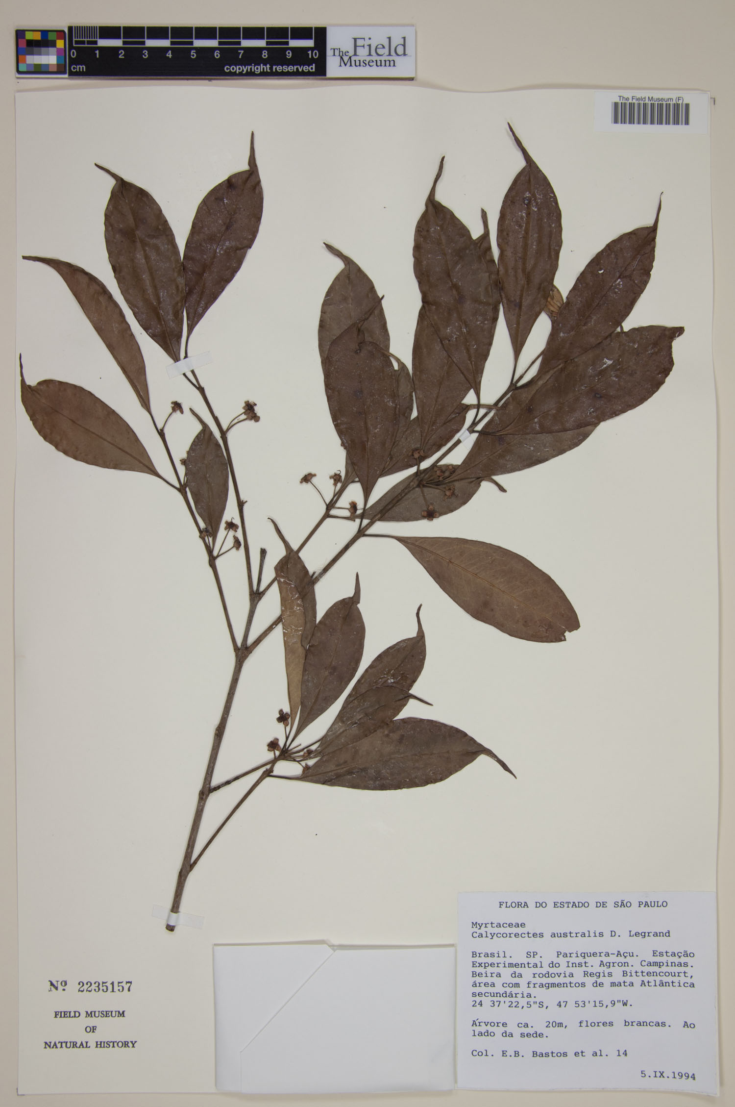Calycorectes australis image