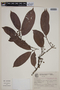 Calycorectes australis image