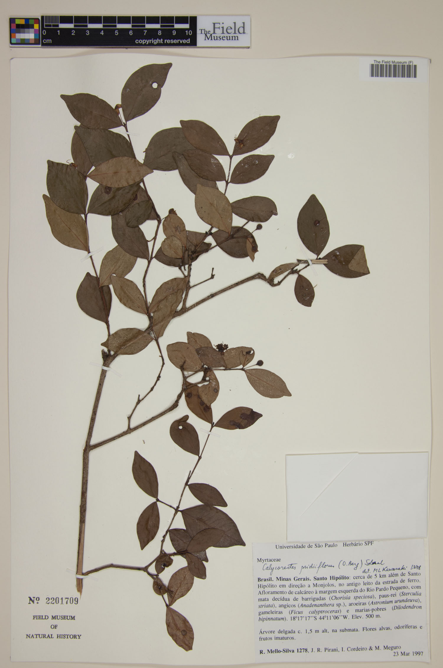 Calycorectes psidiiflorus image