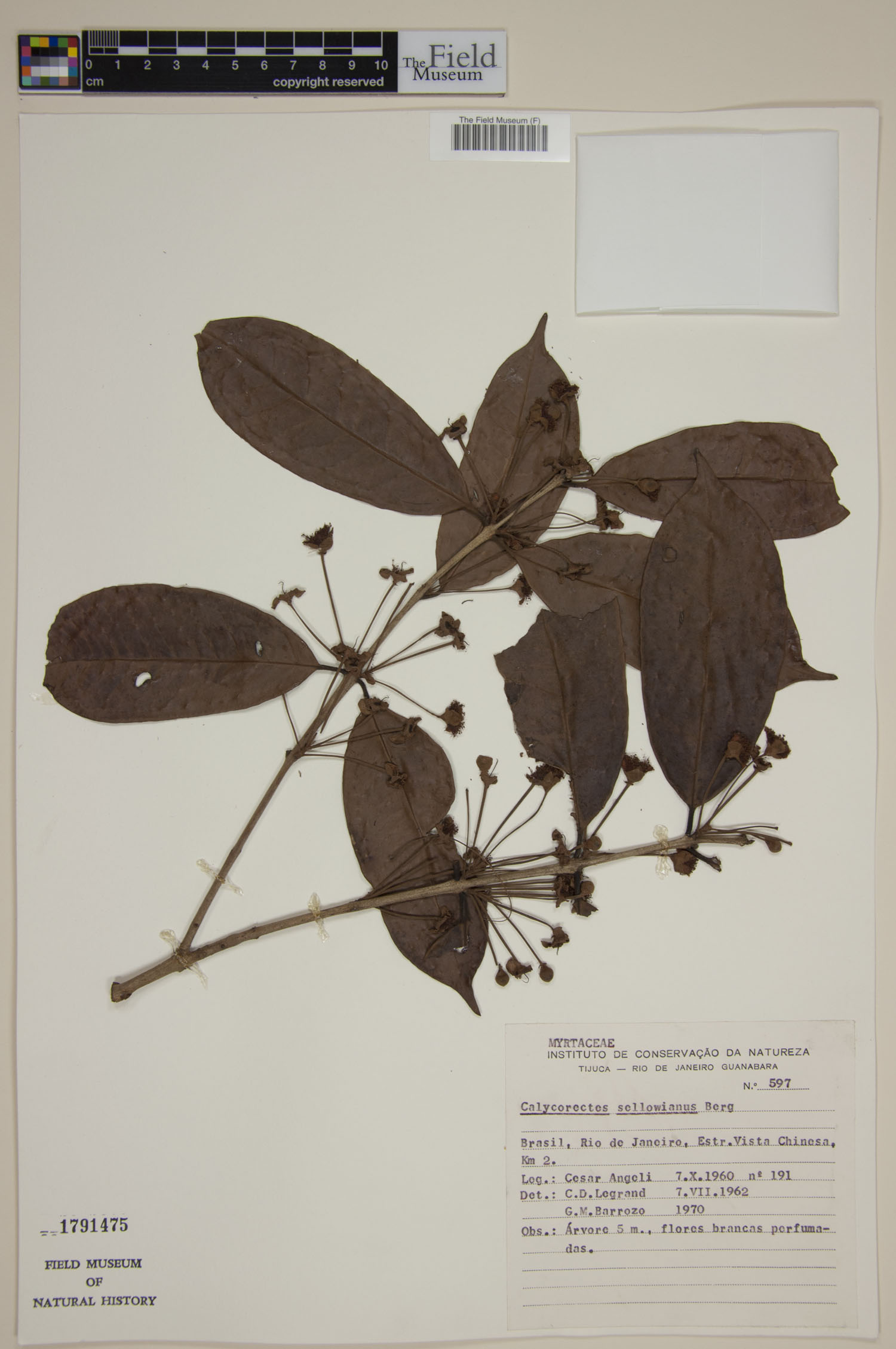 Calycorectes sellowianus image