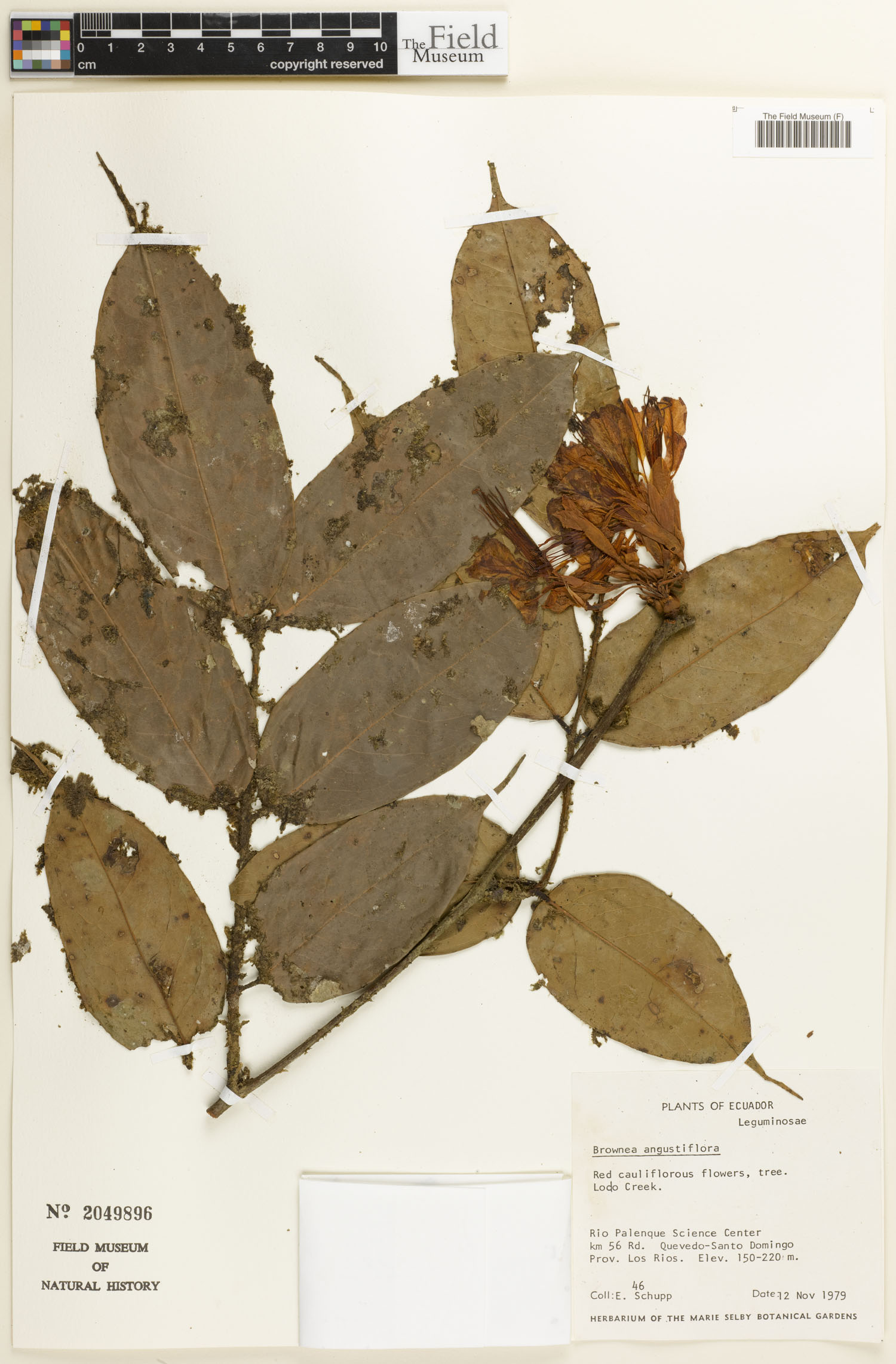 Brownea angustiflora image