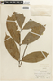 Brownea cauliflora image