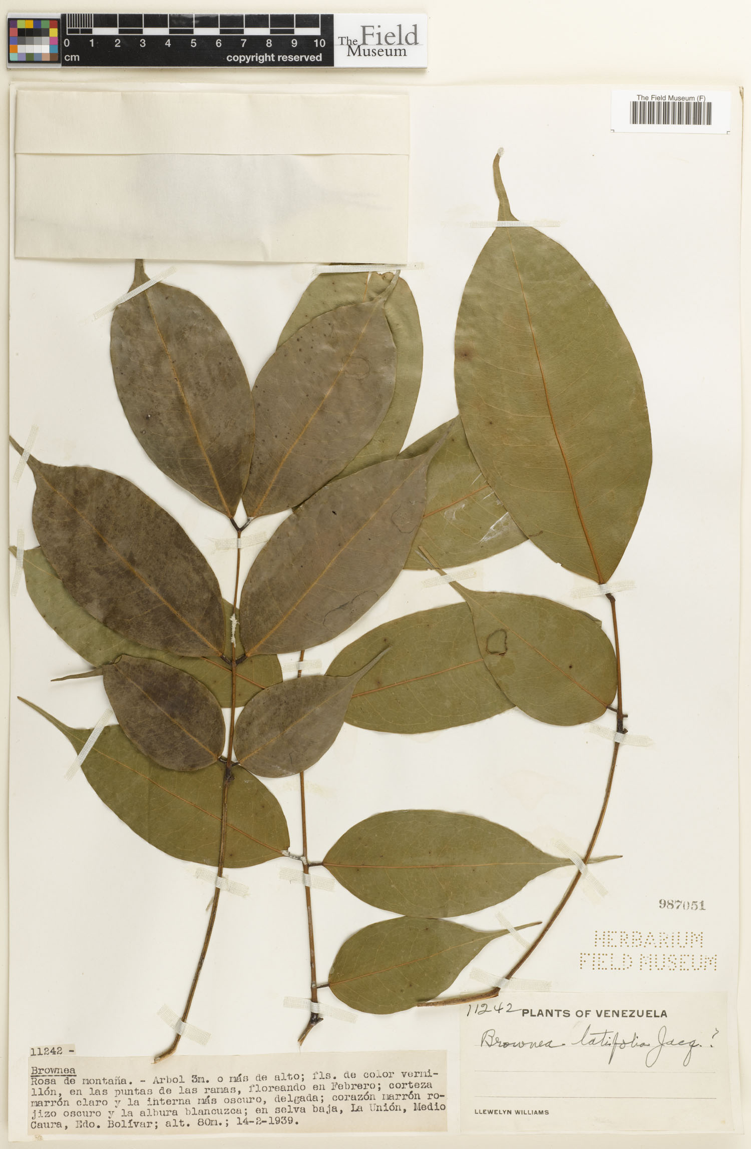Brownea coccinea subsp. capitella image