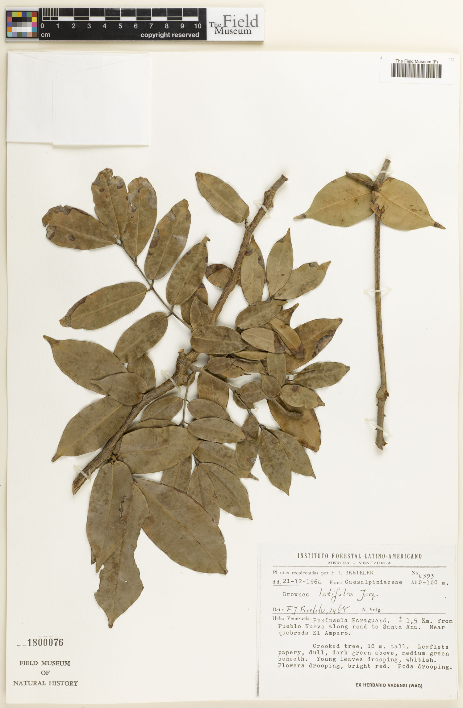 Brownea coccinea subsp. capitella image