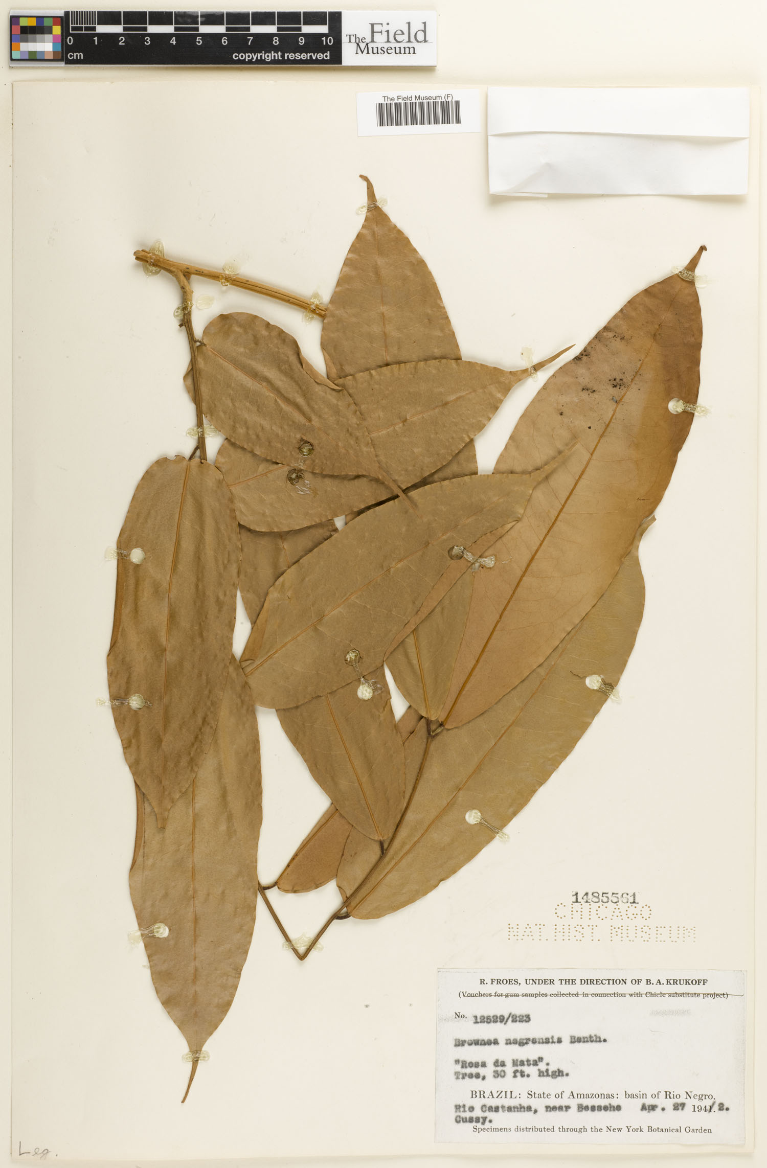 Brownea negrensis image