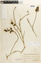 Caesalpinia angulata image