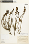Caesalpinia angulata image