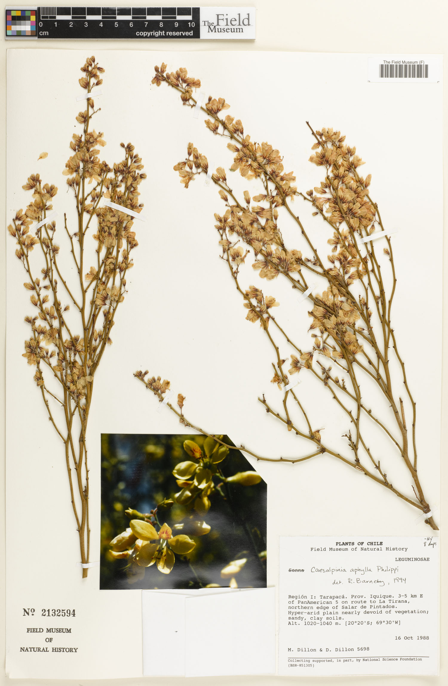 Caesalpinia aphylla image