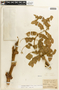 Caesalpinia bonduc image
