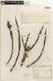 Caesalpinia brevifolia image