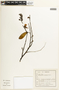 Caesalpinia calycina image