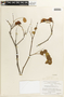 Caesalpinia cassioides image