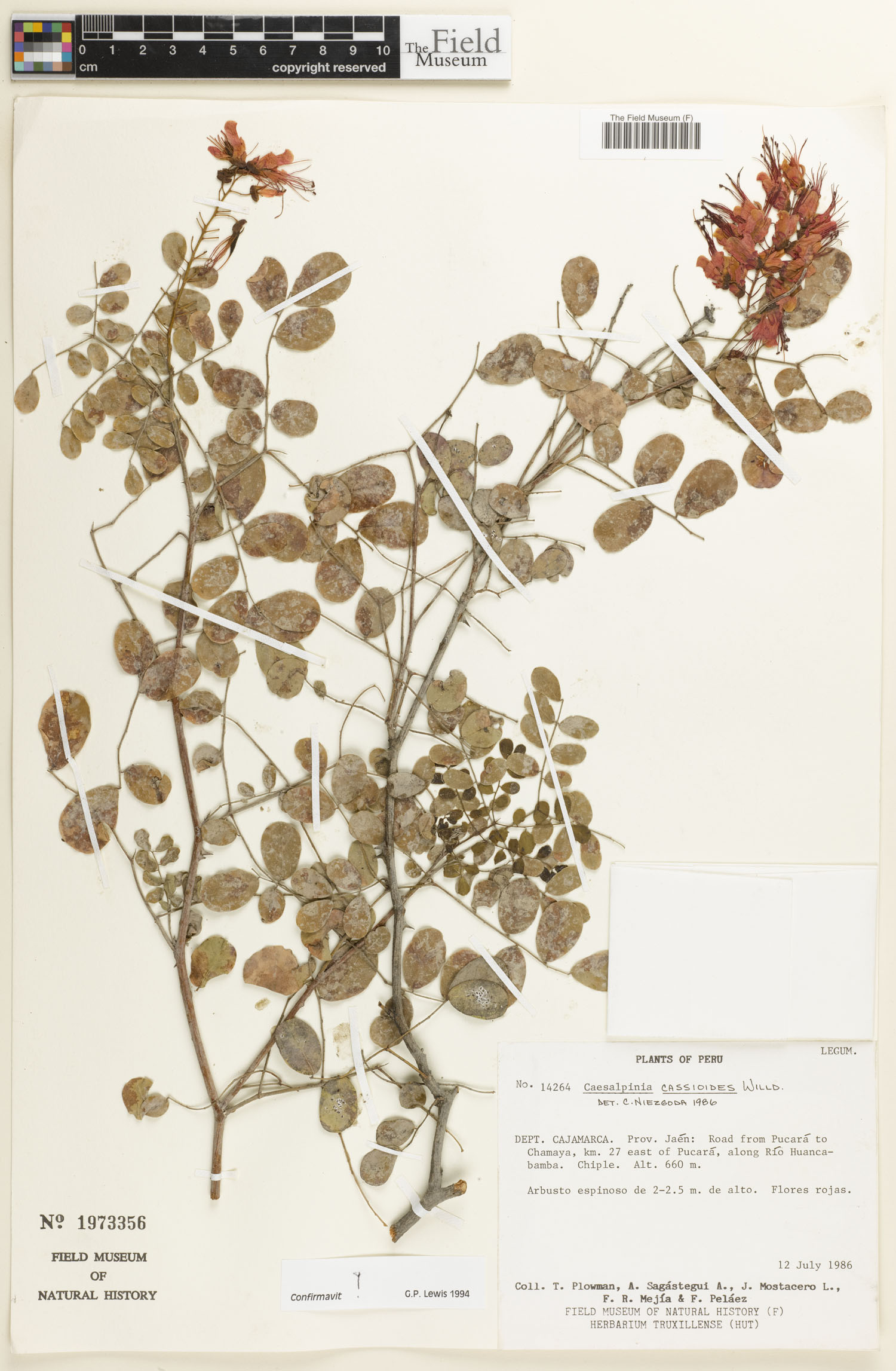 Caesalpinia cassioides image
