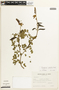 Caesalpinia coluteifolia image