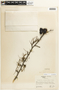 Caesalpinia coriaria image