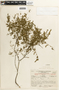 Caesalpinia corymbosa image