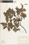 Caesalpinia echinata image