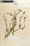 Caesalpinia exilifolia image