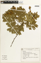 Caesalpinia laxiflora image