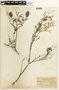 Caesalpinia paraguariensis image