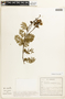 Caesalpinia microphylla image