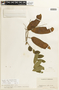 Caesalpinia mollis image
