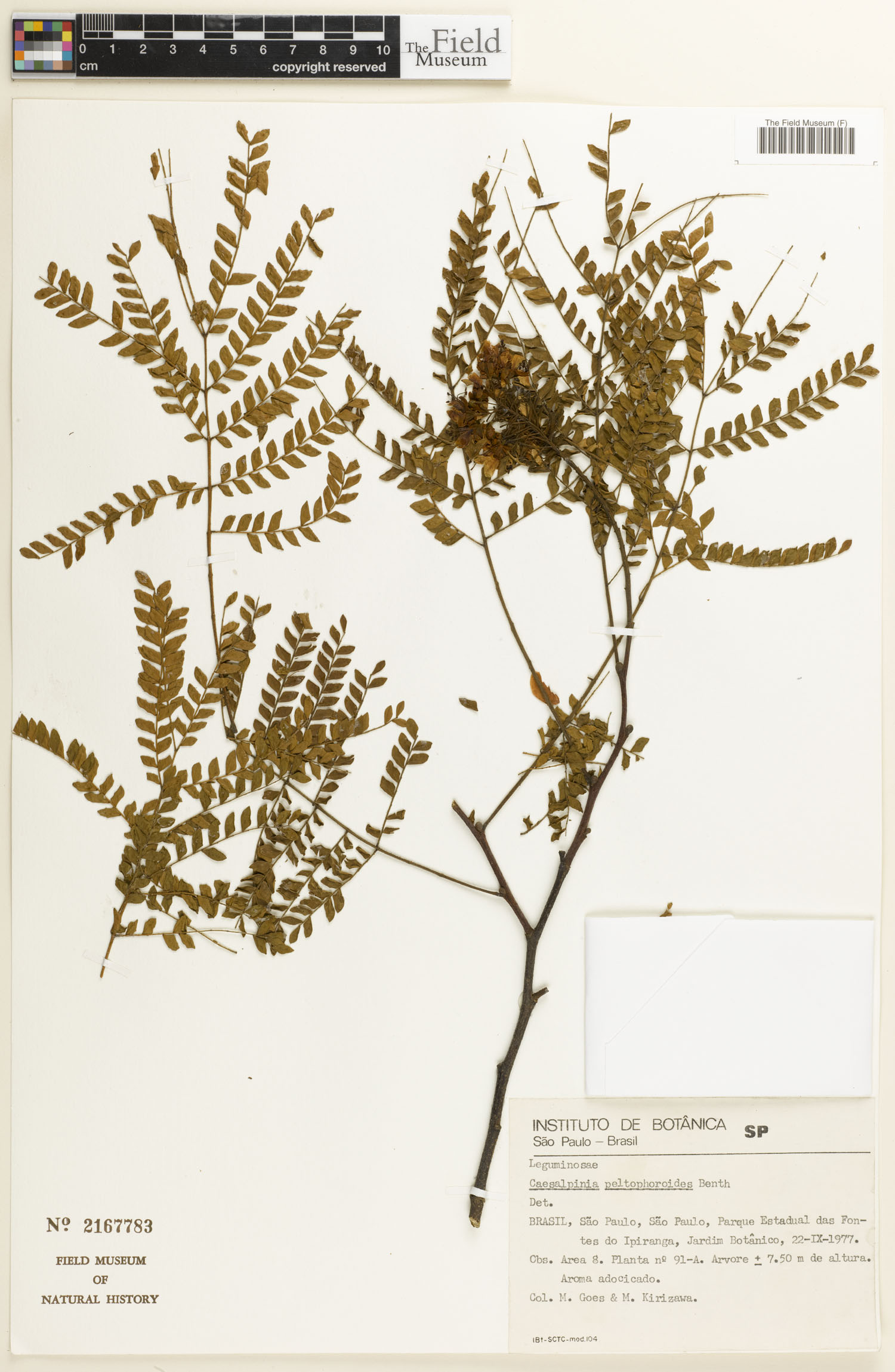 Caesalpinia peltophoroides image