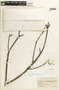 Caesalpinia pluviosa image