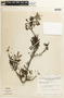 Caesalpinia coriaria image
