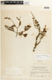 Caesalpinia spinosa image