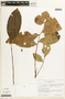 Campsiandra angustifolia image
