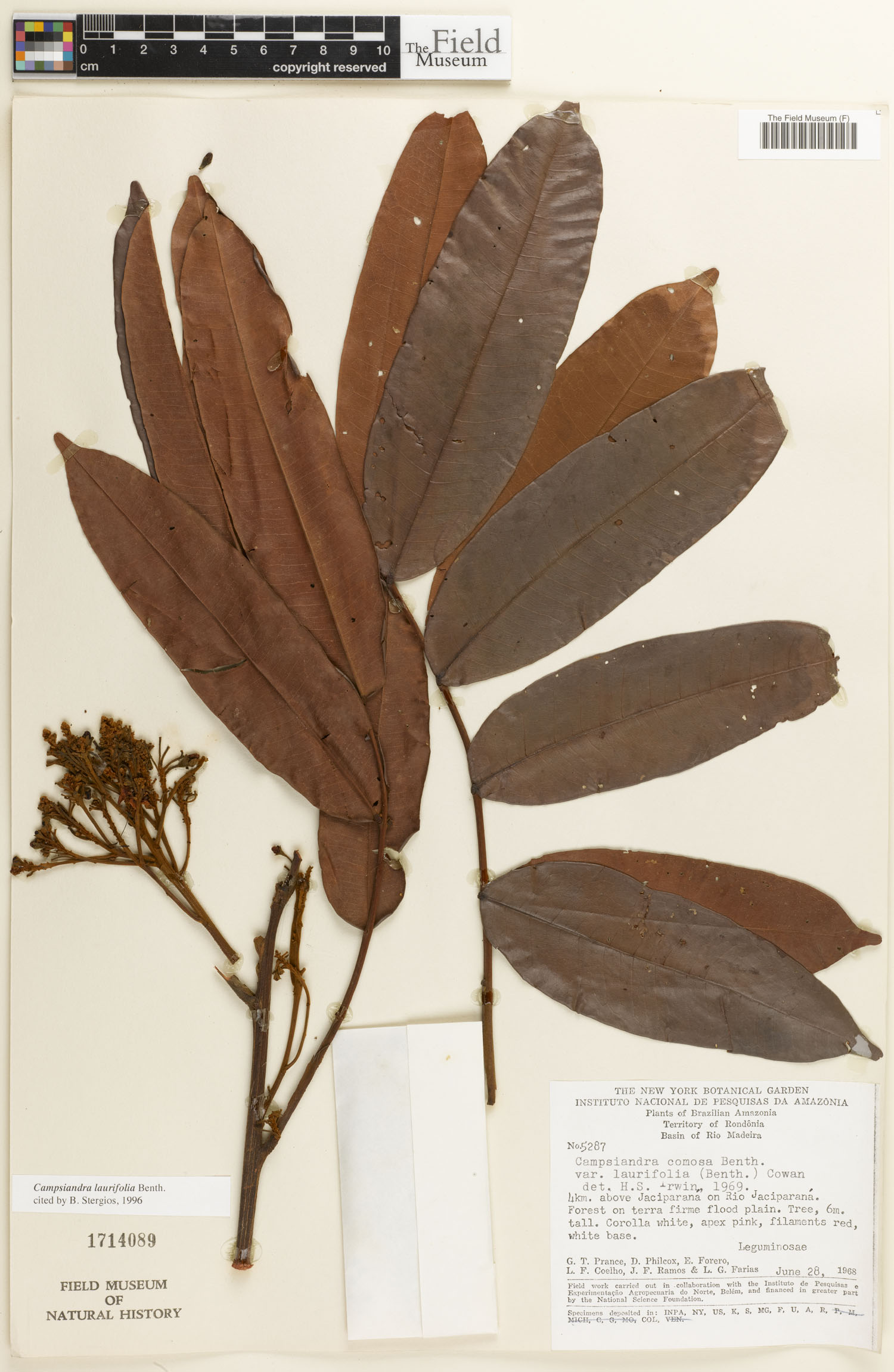 Campsiandra laurifolia image