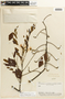 Cassia fastuosa image