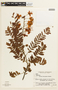 Cassia ferruginea image