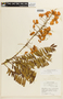 Cassia ferruginea var. ferruginea image
