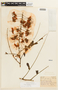 Cassia ferruginea var. ferruginea image