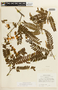 Cassia ferruginea var. velloziana image