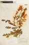 Cassia ferruginea var. velloziana image