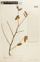 Cassia grandis image
