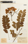 Cassia javanica image