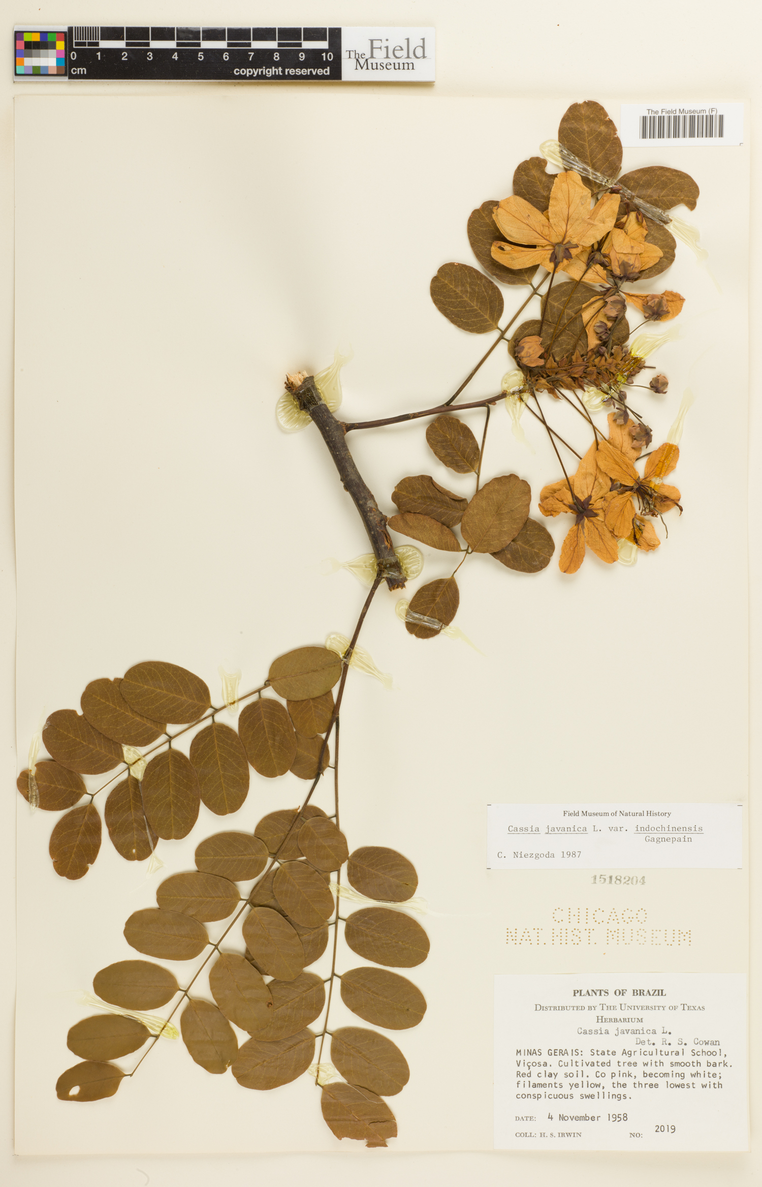 Cassia javanica var. indochinensis image